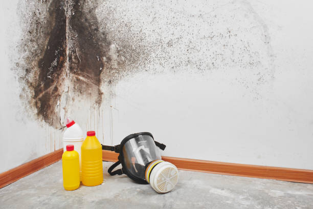 Best Post-Flood Mold Remediation in Clinton, OK