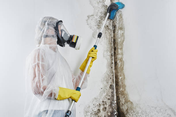 Best White Mold Remediation in Clinton, OK
