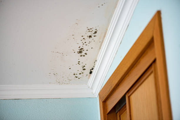 Best Post-Remediation Services in Clinton, OK