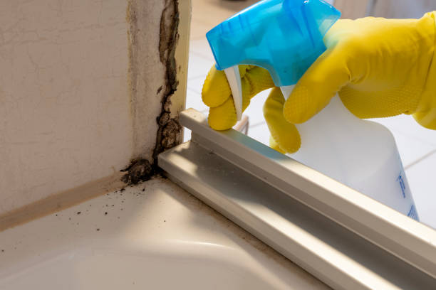 Best Kitchen Mold Remediation in Clinton, OK