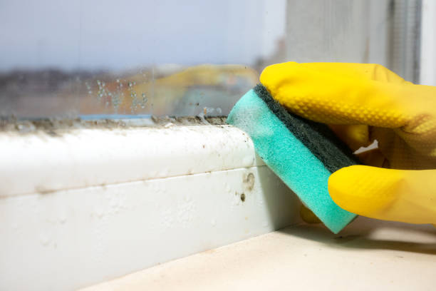  Clinton, OK Mold Removal Pros