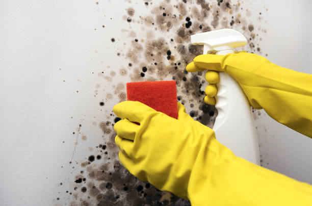 Best HVAC Mold Remediation in Clinton, OK