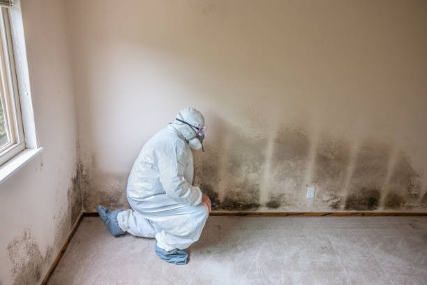 Reliable Clinton, OK Mold Remediation Solutions
