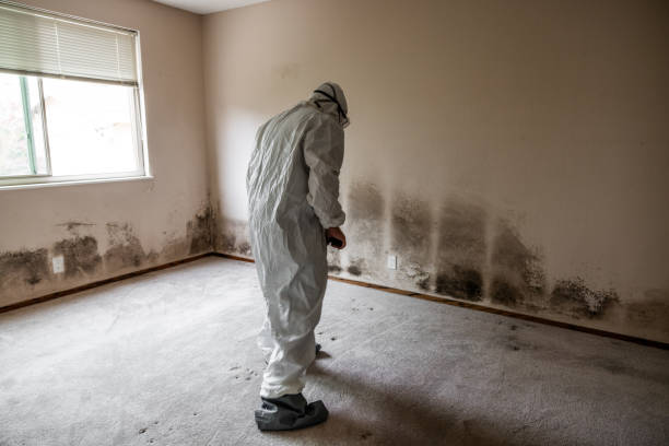 Best Commercial Mold Remediation in Clinton, OK